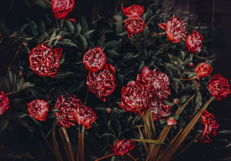 Types of Peony Plants