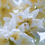 10 Best Types of Peony Plants for Their Blooms