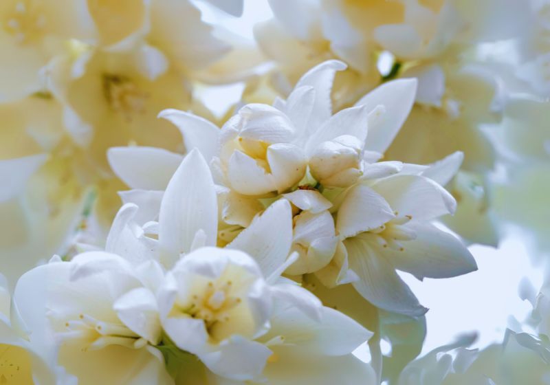 Yucca Plants