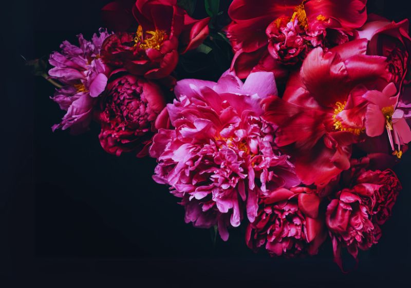Peony (Paeonia)