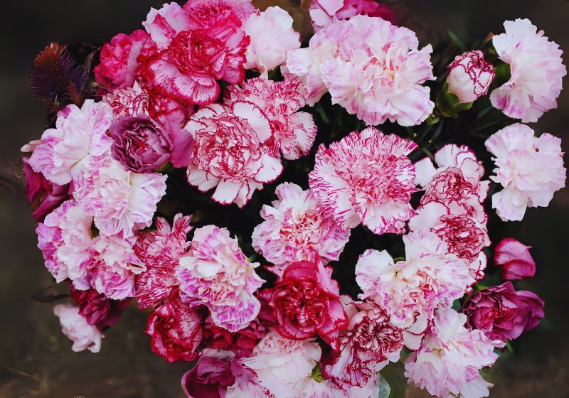 A Bloom with Cultural Significance