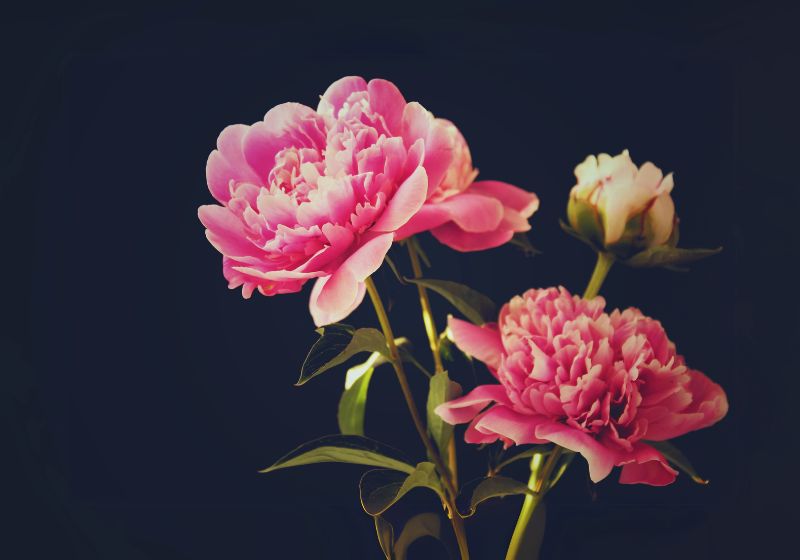 Peonies Play a Role in Art and Literature