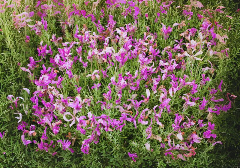 Using Spanish Lavender