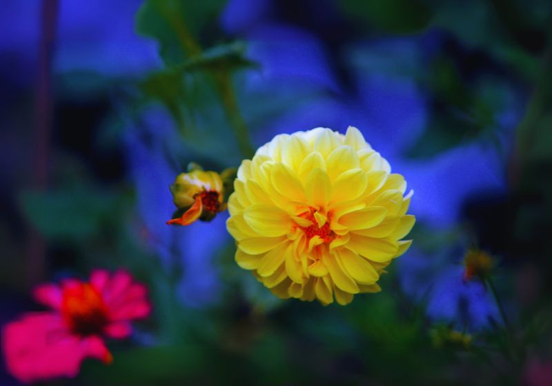 Dahlia flowers represent multiple symbolic values