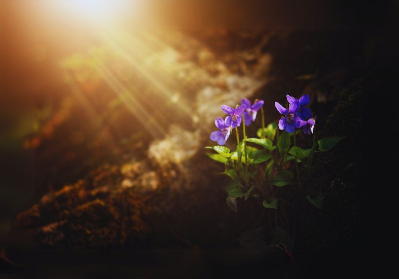 Violet Flowers