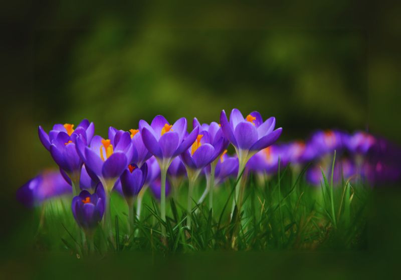 What Are Violet Flowers?