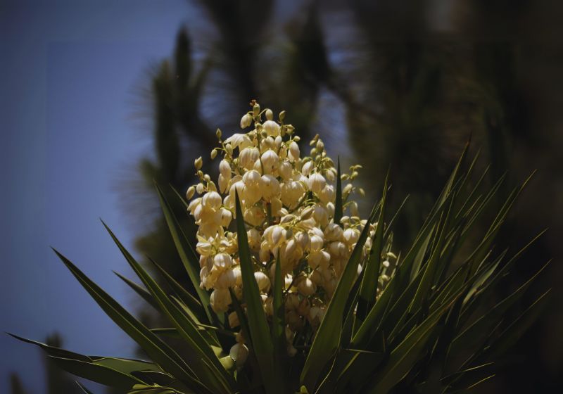 Yucca Baccata (Banana Yucca)