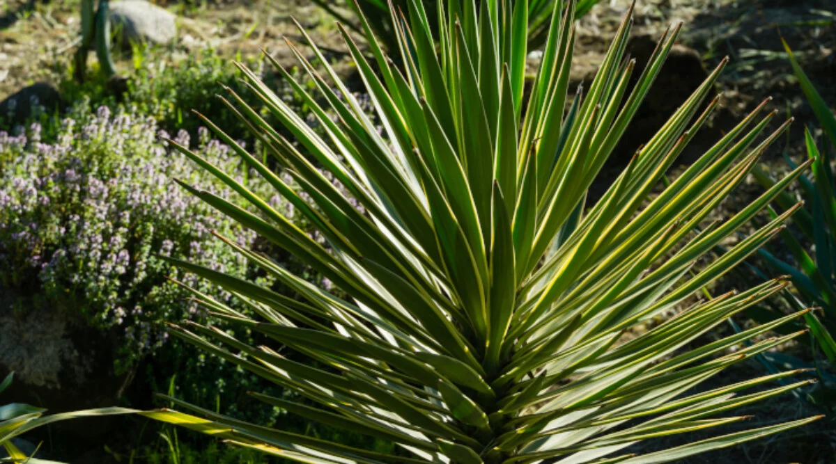 Yucca-aloifolia