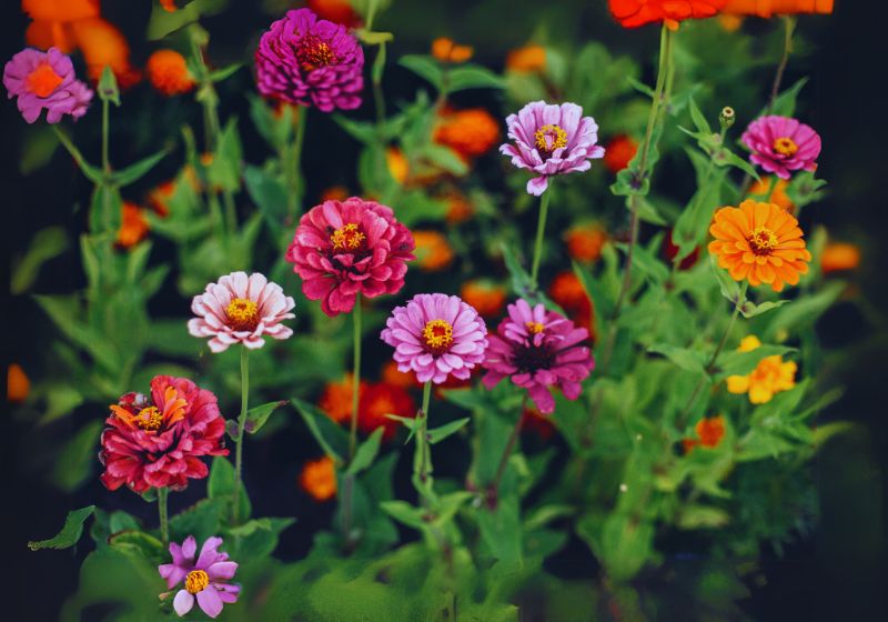 Zinnia (Zinnia elegans)