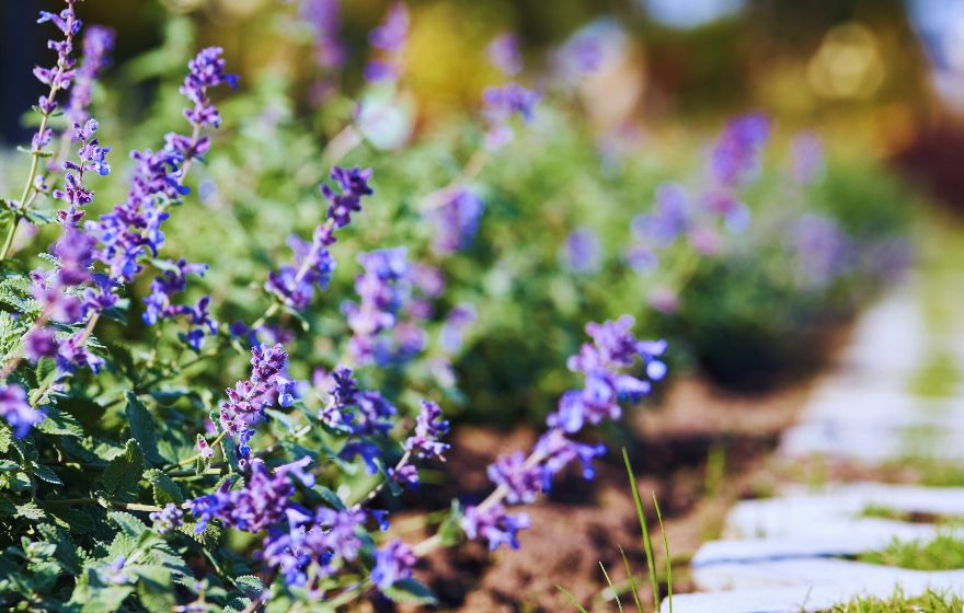 catmint