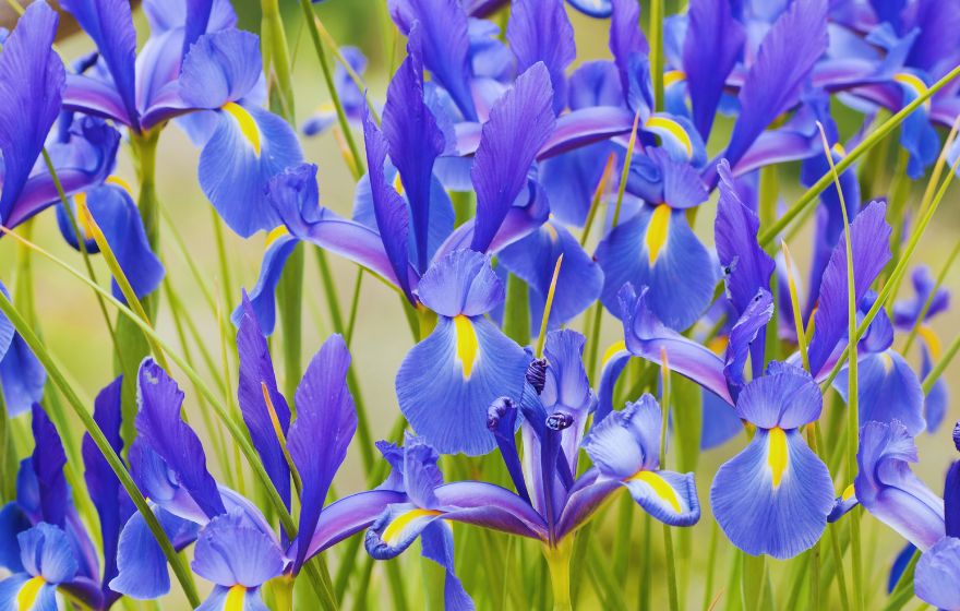 irises