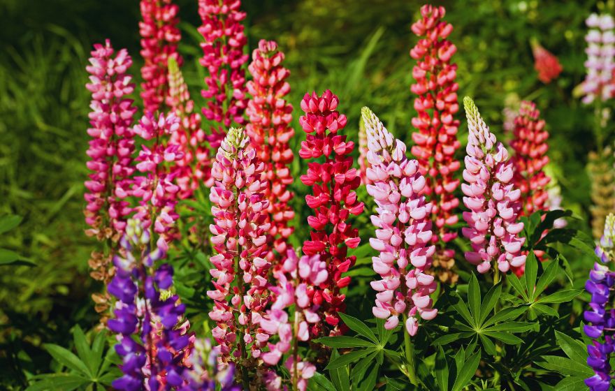 lupines