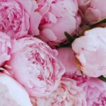 How to Successfully Grow Peonies: A Comprehensive Guide