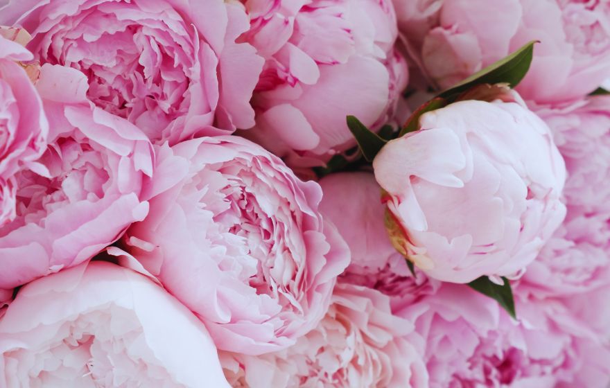 Peonies Have a Rich History