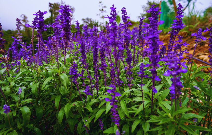 salvia