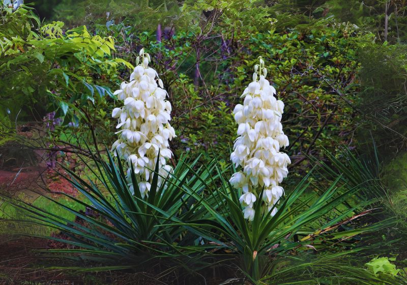 Yucca Plants
