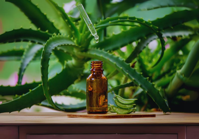 Aloe Vera