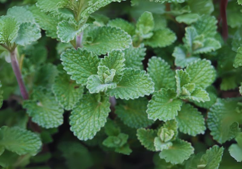 Benefits of Catnip Tea for Sleep