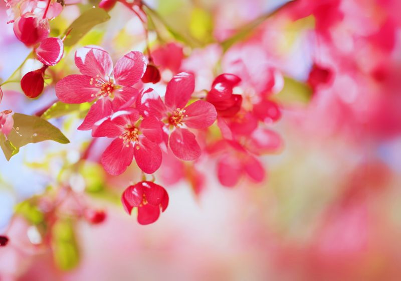 Choosing the Right Crabapple Variety