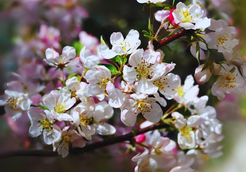 What Are Crabapple Trees?