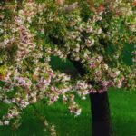 How to Plant and Grow Boomerang Lilac : A Complete Guide 2025