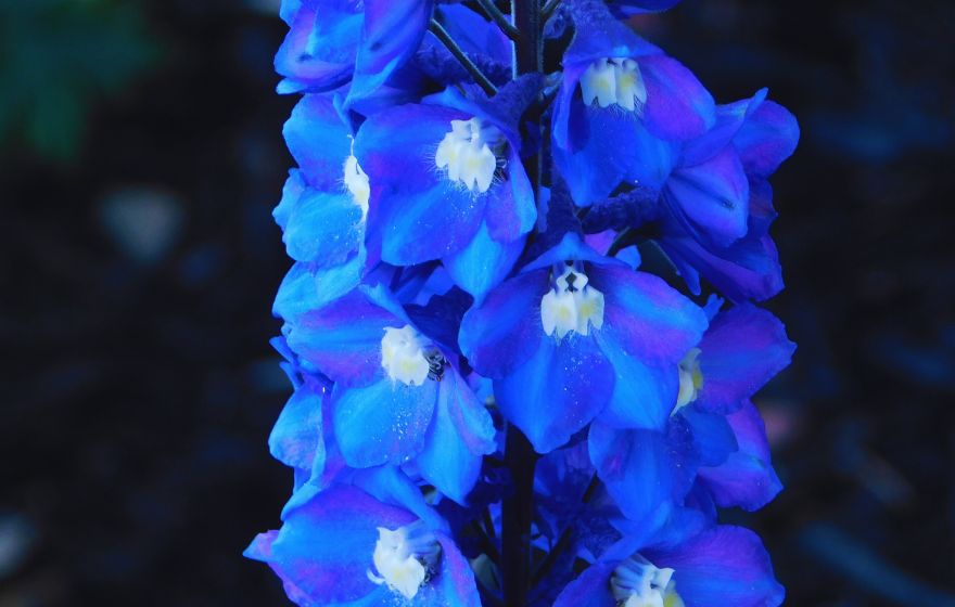 Delphiniums