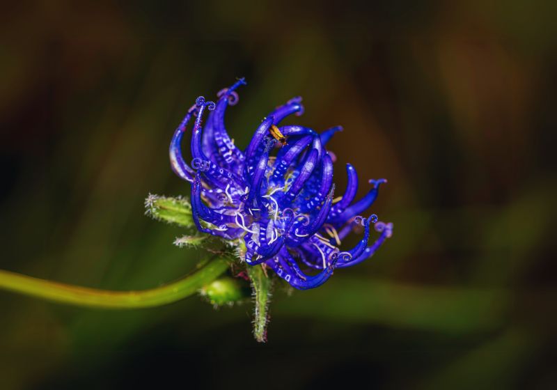 Devil’s Claw