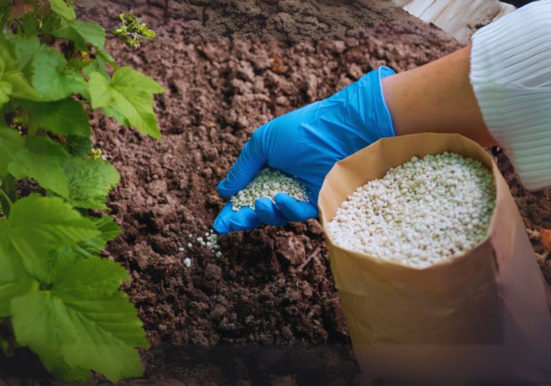 Fertilization Schedule