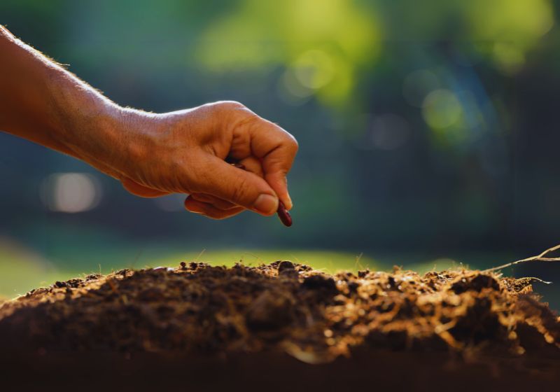 Planting Tiger Lily Bulbs