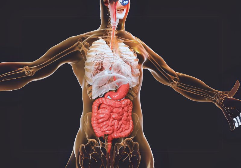 Three Digestive Enzymes