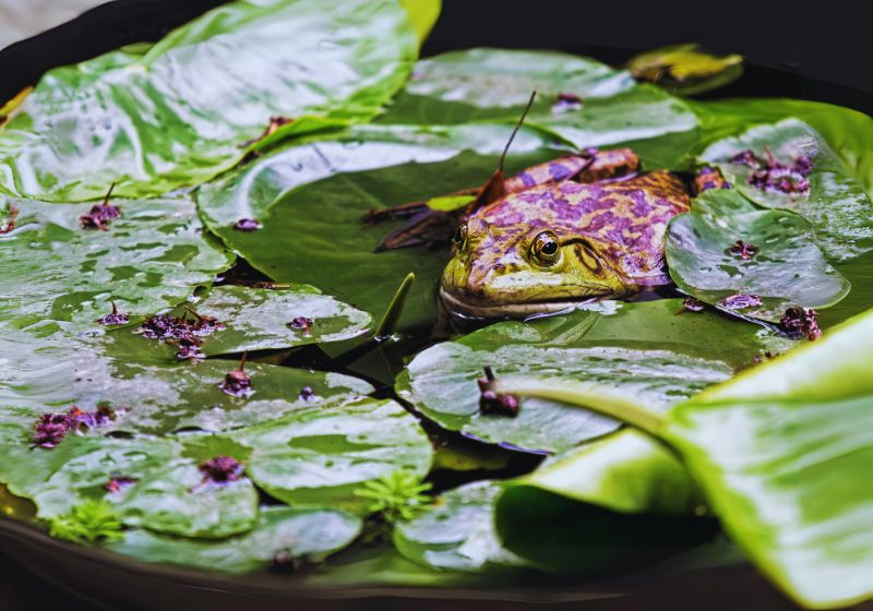 Invasive Species