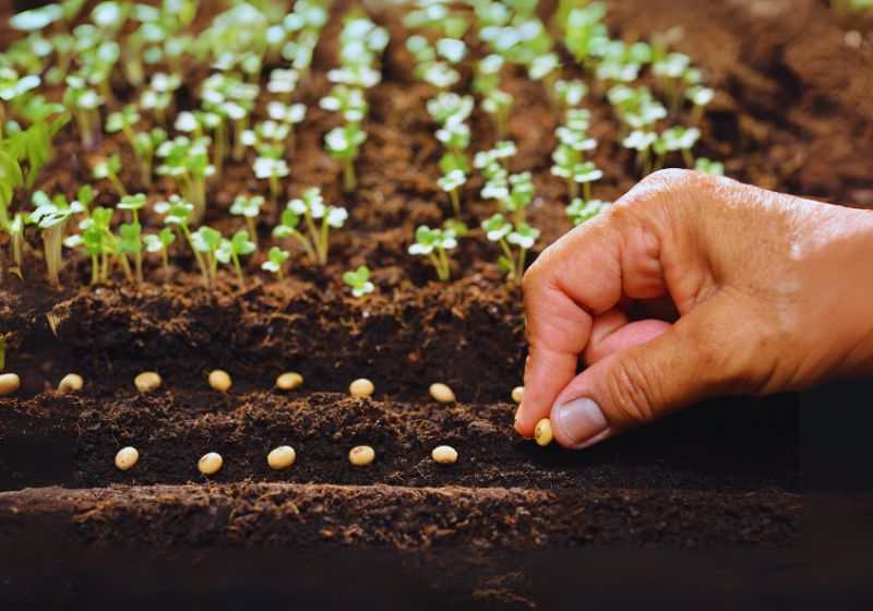 Planting an Oak Tree