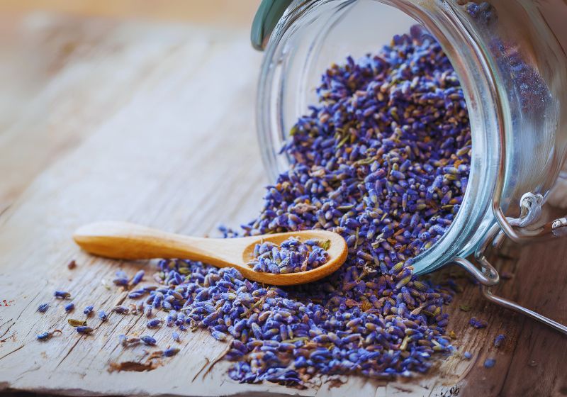 Benefits of Lavender Tea for Sleep