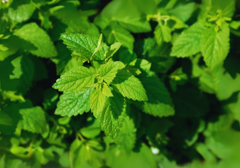 Benefits of Lemon Balm Tea for Sleep