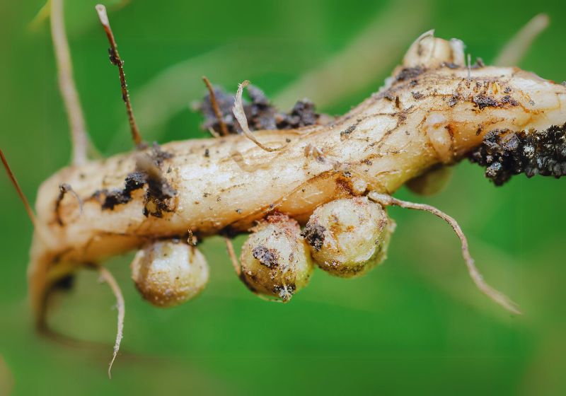 Nitrogen Fixation