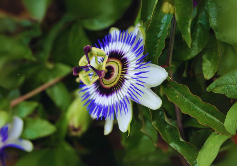 Benefits of Passionflower Tea for Sleep