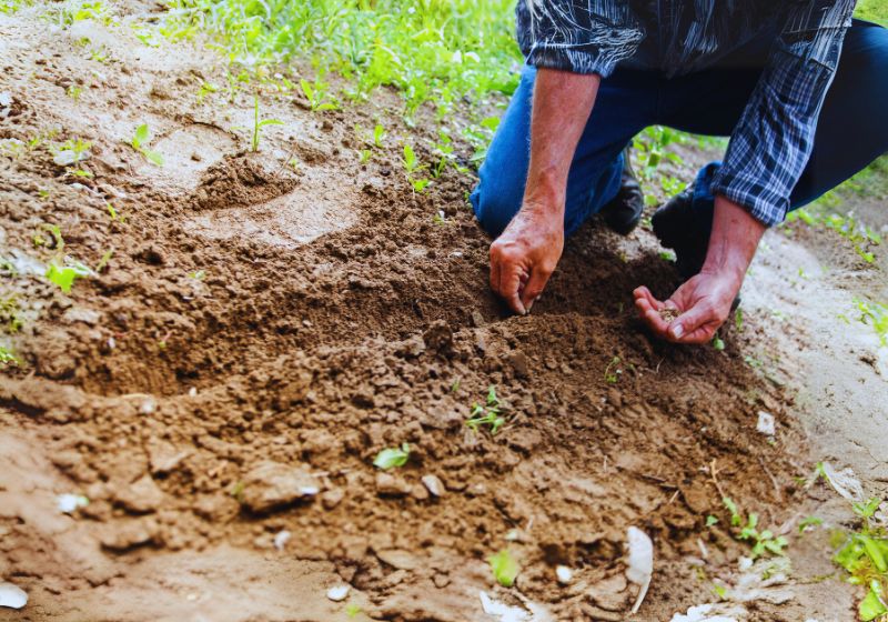 Pruning and Deadheading