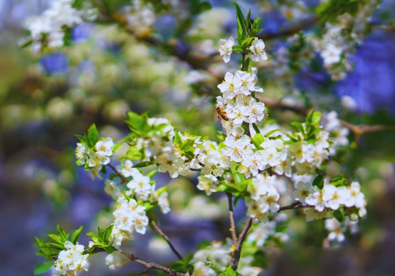Caring for Crabapple Trees