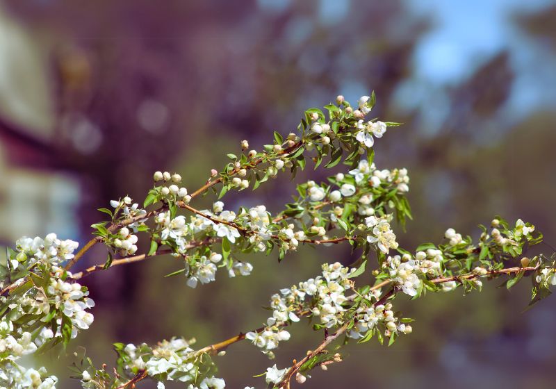 Planting Your Crabapple Tree