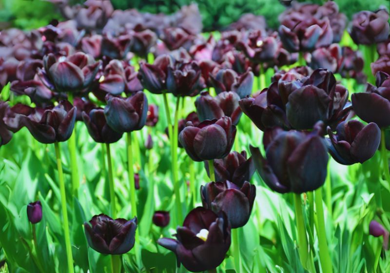 How to Grow Queen of the Night Tulips: 2024 Guide