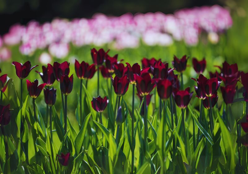 How to Plant Queen of the Night Tulip Bulbs