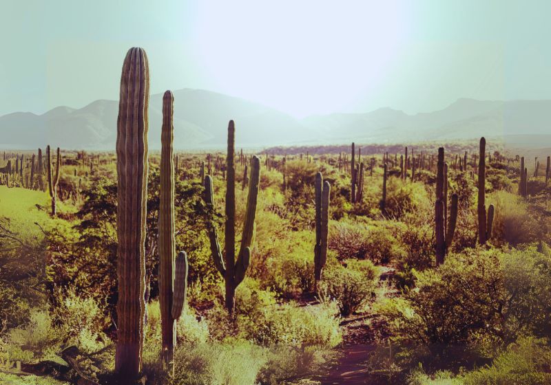 The Key Largo Tree Cactus: First U.S. Species to Go Extinct from Rising Seas