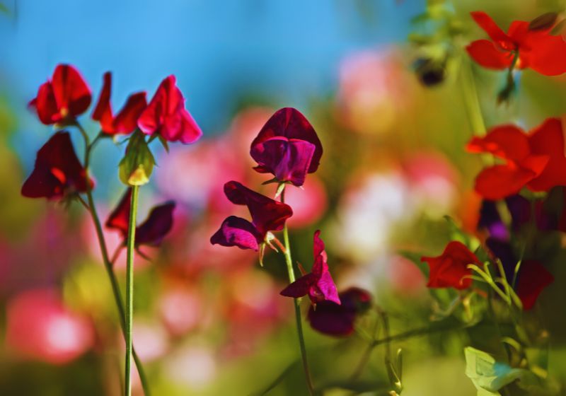 Sweet Peas How to Grow and Care : A Beginner’s Guide
