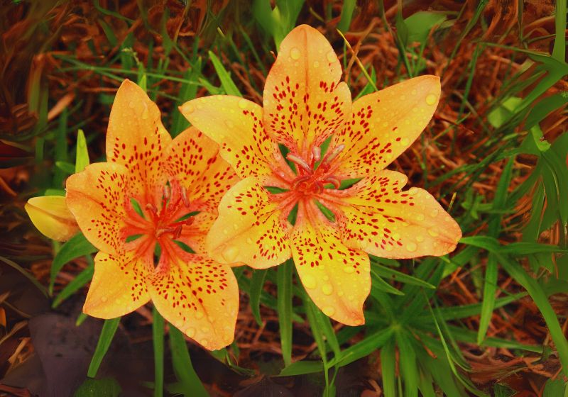 Benefits of Growing Tiger Lilies