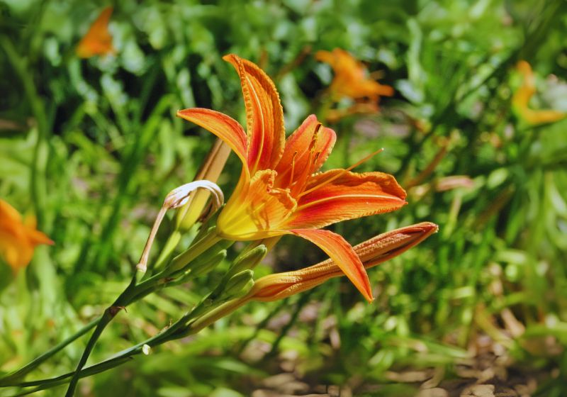 Planting Tiger Lilies