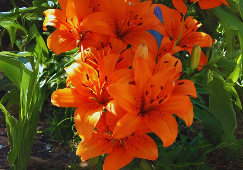 Tiger Lily Flowers carrying