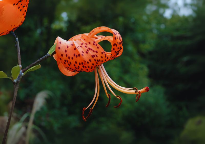 Companion Plants for Tiger Lilies