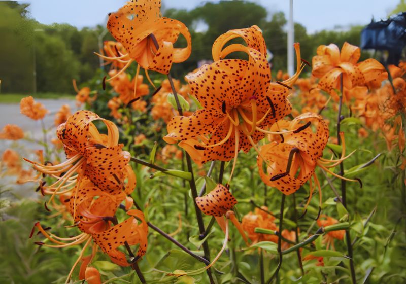 Best Companion Plants