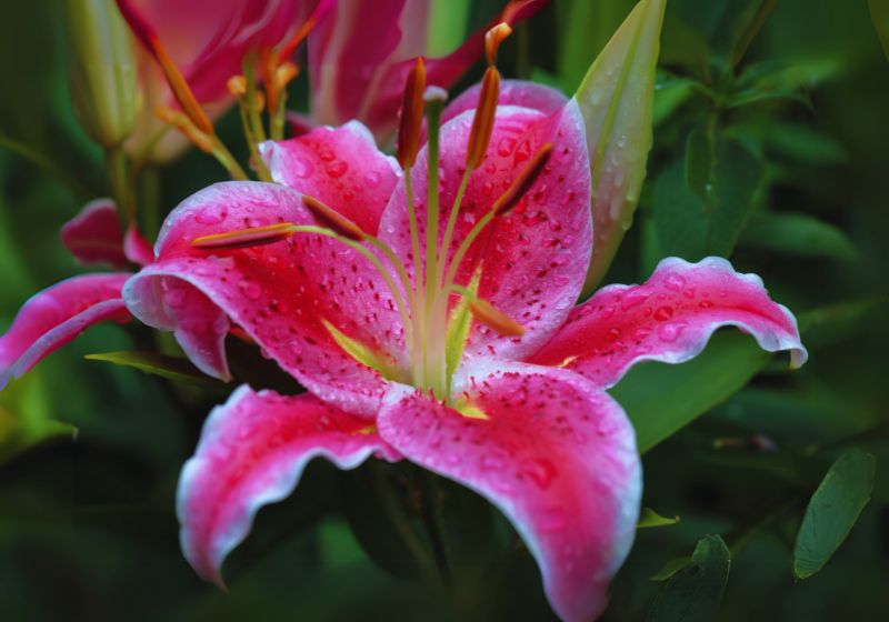 Tiger Lilies Diseases