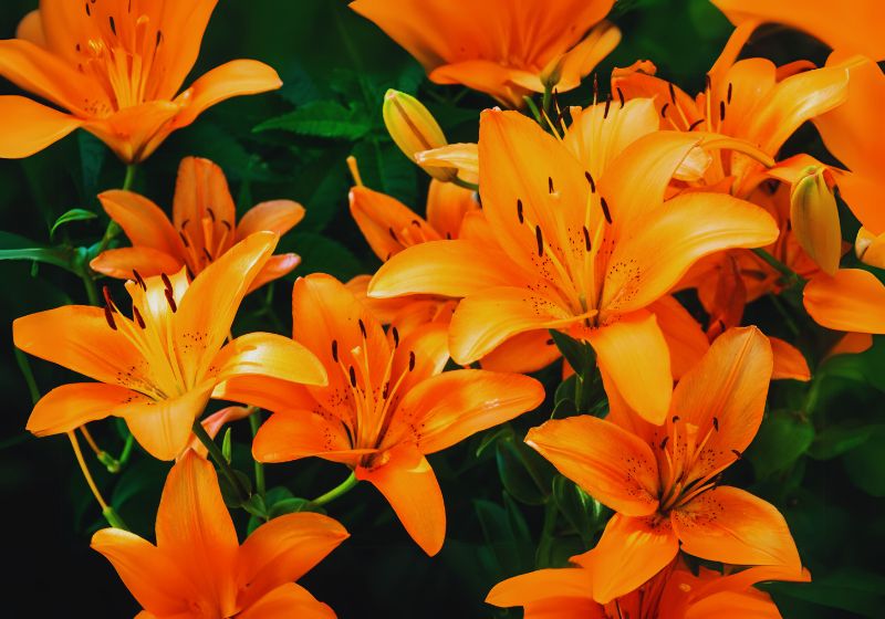 Characteristics of Tiger Lilies